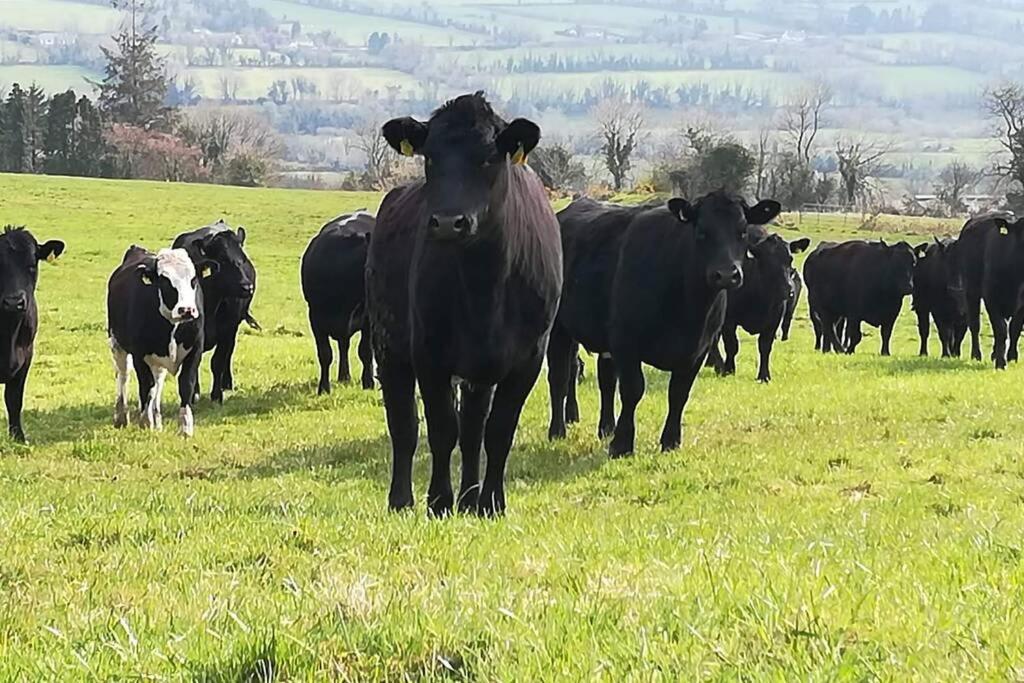 Lisvernane Corderry Farmhouse, Idyllic Cottage Amid 250 Acres מראה חיצוני תמונה